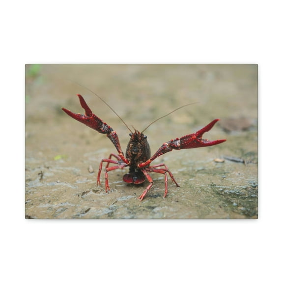 Crawfish Hunting Crawfish on Hunt Print Animal Wall Art Wildlife Canvas Prints Wall Art Ready to Hang Unframed