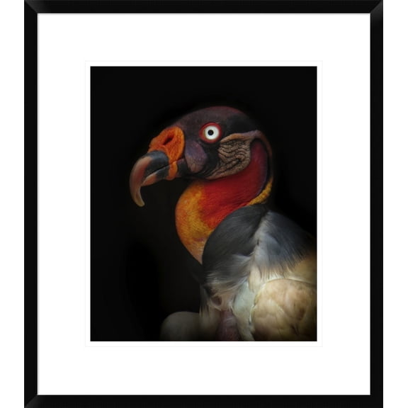 Global Gallery Ferdinando Valverde 'King Vulture-Sarcoramphus Papa' Framed Wall Art