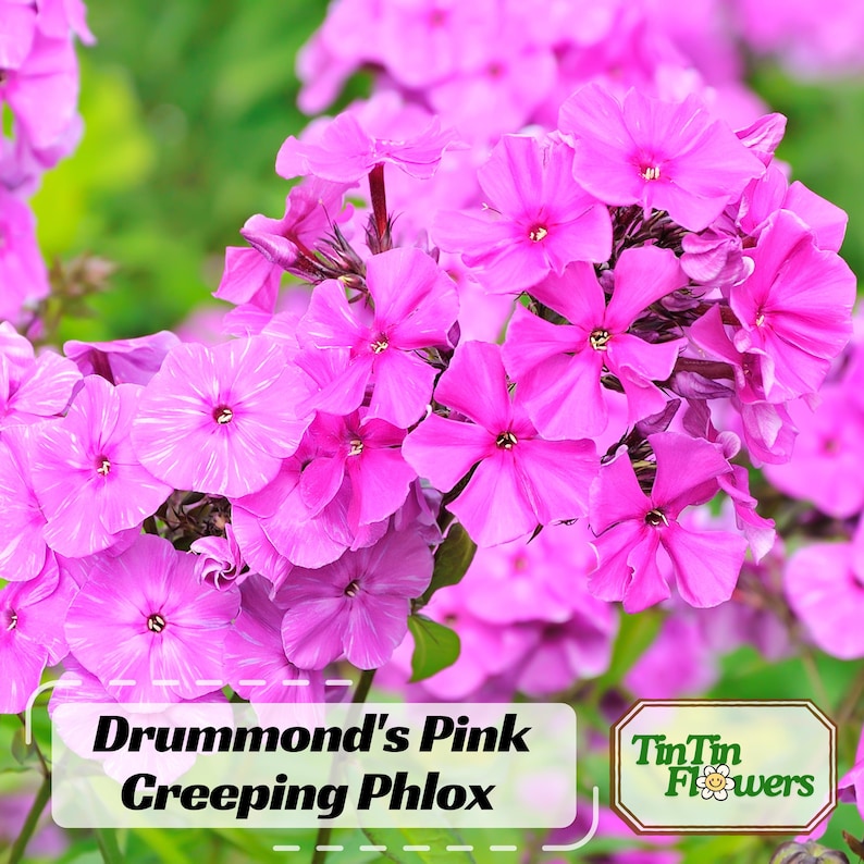 25 Drummond's Pink Creeping Phlox Seeds - Cold and Drought,,, for Early Spring or Fall Planting