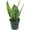 Green, variant on ragnaroc - Live Snake Plant – Sansevieria Superba Trifasciata – Tropical Plant in 4” Pot +6” Plant Height, Indoor House Plant in Pot, Potted Succulent Plant