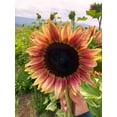 thumbnail image 5 of TomorrowSeeds - Ruby Eclipse Sunflower Seeds - 30+ Count - For 2026 Planting Pink Sunflowers, 5 of 8