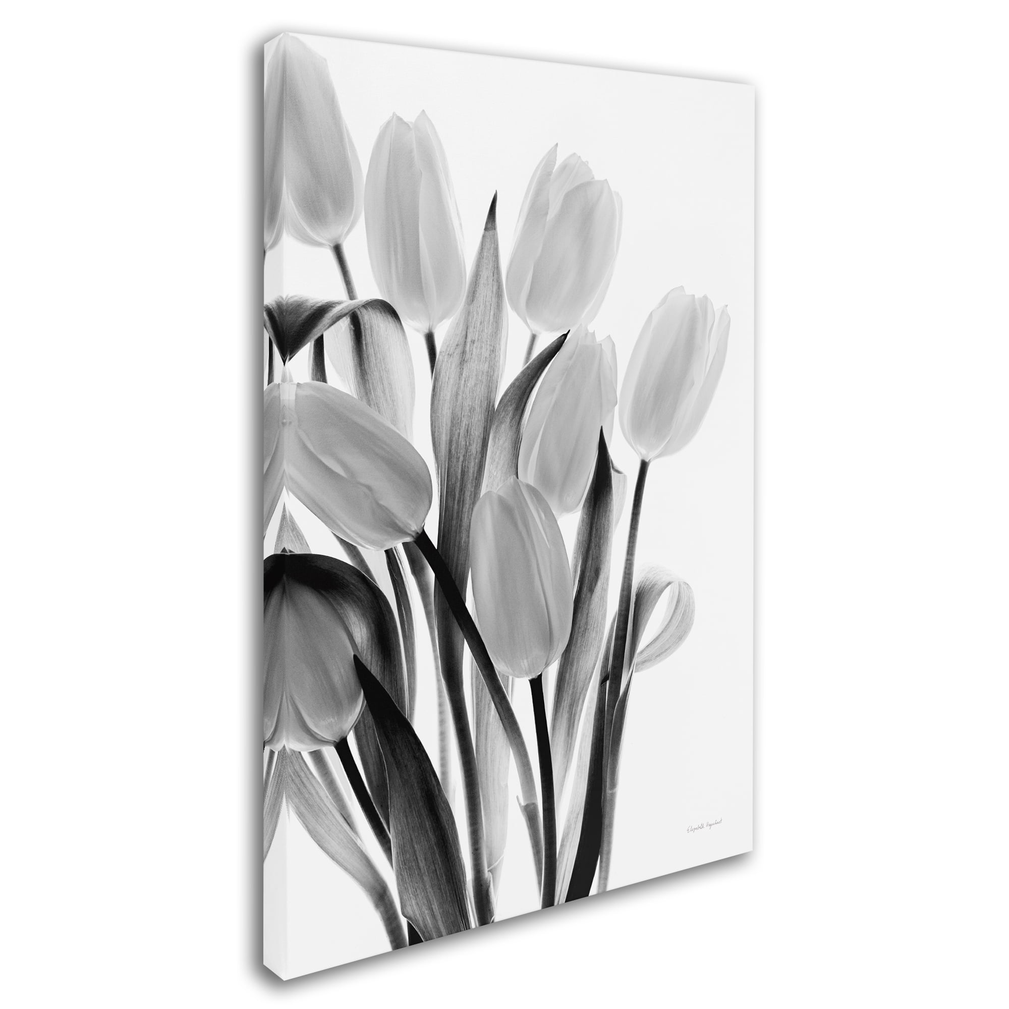 Trademark Fine Art 'Shadows and Light II' Canvas Art by Elizabeth Urquhart