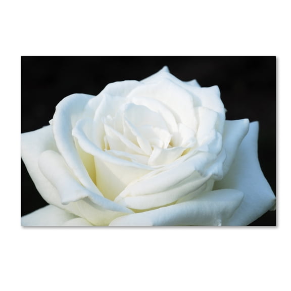 Kurt Shaffer 'White Rose II' Canvas Art