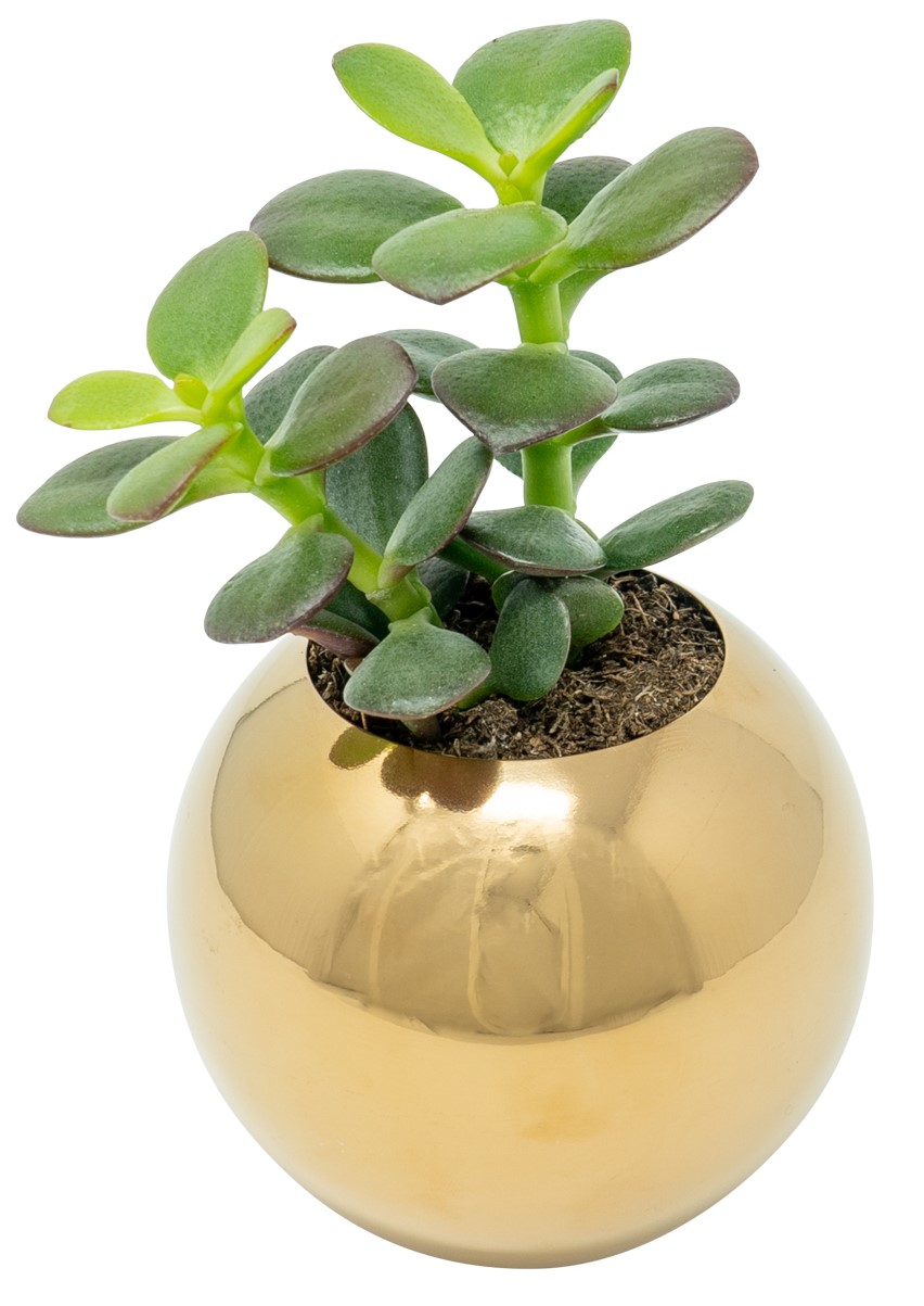 Stainless Steel Planter Sphere Pot for Succulents, Cactus & Small