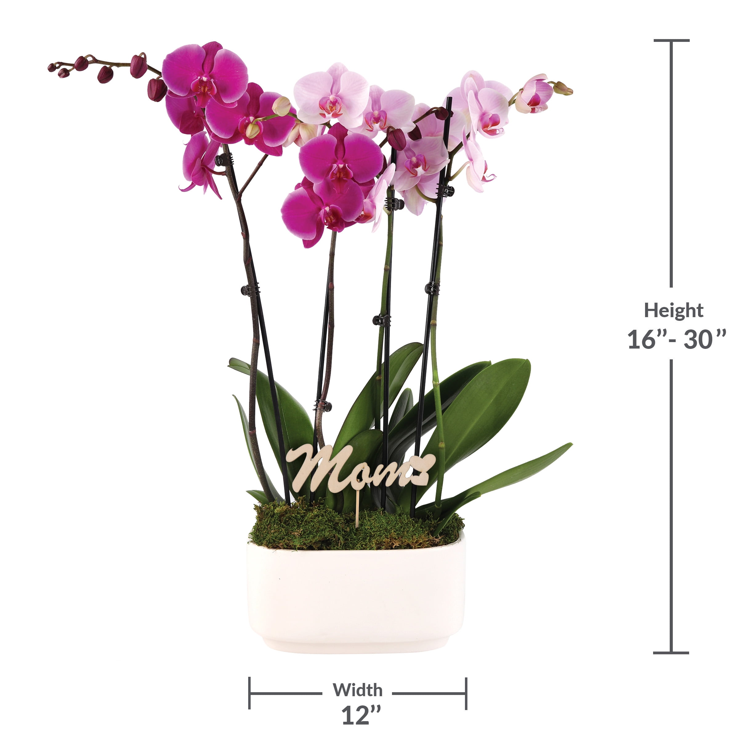 Live 10in Pink and Magenta Orchid Duo in White Pot with 'Mom' Pick