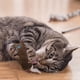 thumbnail image 2 of Juguete Dientes Gato Moler Juguetes Interactivos Fancy Mascota Garras Juguetes para Mascotas, 2 of 2