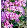 thumbnail image 3 of Southern Living Southgate Radiance Rhododendron Live Shrub in 2.5-Quart Grower Pot, 3 of 10