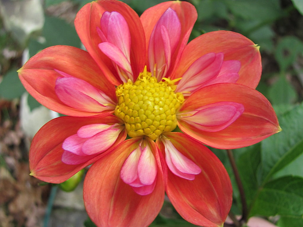 40 Seeds Giggles Dahlia Seeds Pollinator Friendly Heirloom Flower Seeds Mix Seeds to Plant Non-