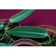 Anthurium Warocqueanum Dark Narrow Rare Plant Queen Anthurium US Grown
