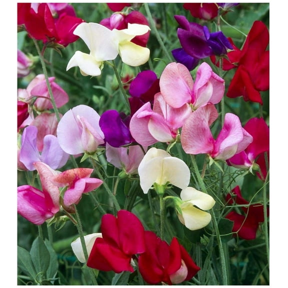 Earthcare Seeds - Sweet Pea Royal Family Mix 100 Seeds (Lathyrus Odoratus) Heirloom - Open Pollinated