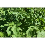 Plant Good Seed Arugula Seed Packet Spicy Salad Green Seeds Garden Rocket Annual Full Sun Part Shade