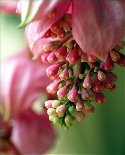 Rare Malaysian Orchid Plant - Medinilla magnifica - Exotic ...