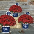 thumbnail image 2 of Sporticulture Tennessee Titans Red Live Mum Plant in Decorative Pot, 2 of 3