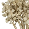 thumbnail image 2 of Vickerman Natural Botanicals 11" x 2-4" Conical Gum Branch Bleached, 20 stems per unit, 2 of 5