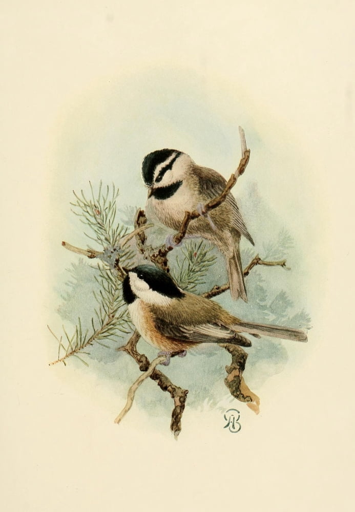 Birds Of California