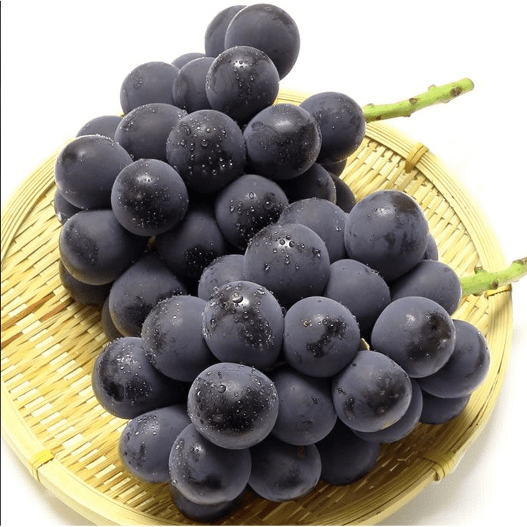 Live Japanese Kyoho Grape Vine Giant Mountain Grapevine