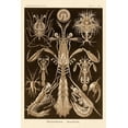 thumbnail image 2 of Haeckel, Ernst 11x14 White Modern Wood Framed Museum Art Print Titled - Haeckel Nature Illustrations: Thoracostraca, Crustaceans - Sepia Tint, 2 of 4