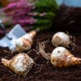 thumbnail image 7 of Daffodil, Low Maintenance - Easy Grow - Ideal for Beds Borders, Plant Pots & Planters, 7 of 7