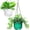 Clear, variant on 2 Pack Self Watering Hanging Planters Indoor Flower Pots, 6.5 Inch Outdoor Hanging Basket, Plant Hanger with Hooks Drainage Holes for Garden Home