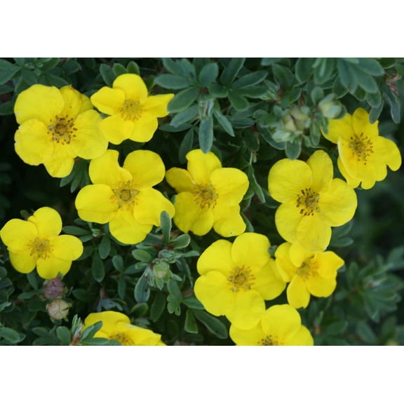 Happy Face® Cinquefoil