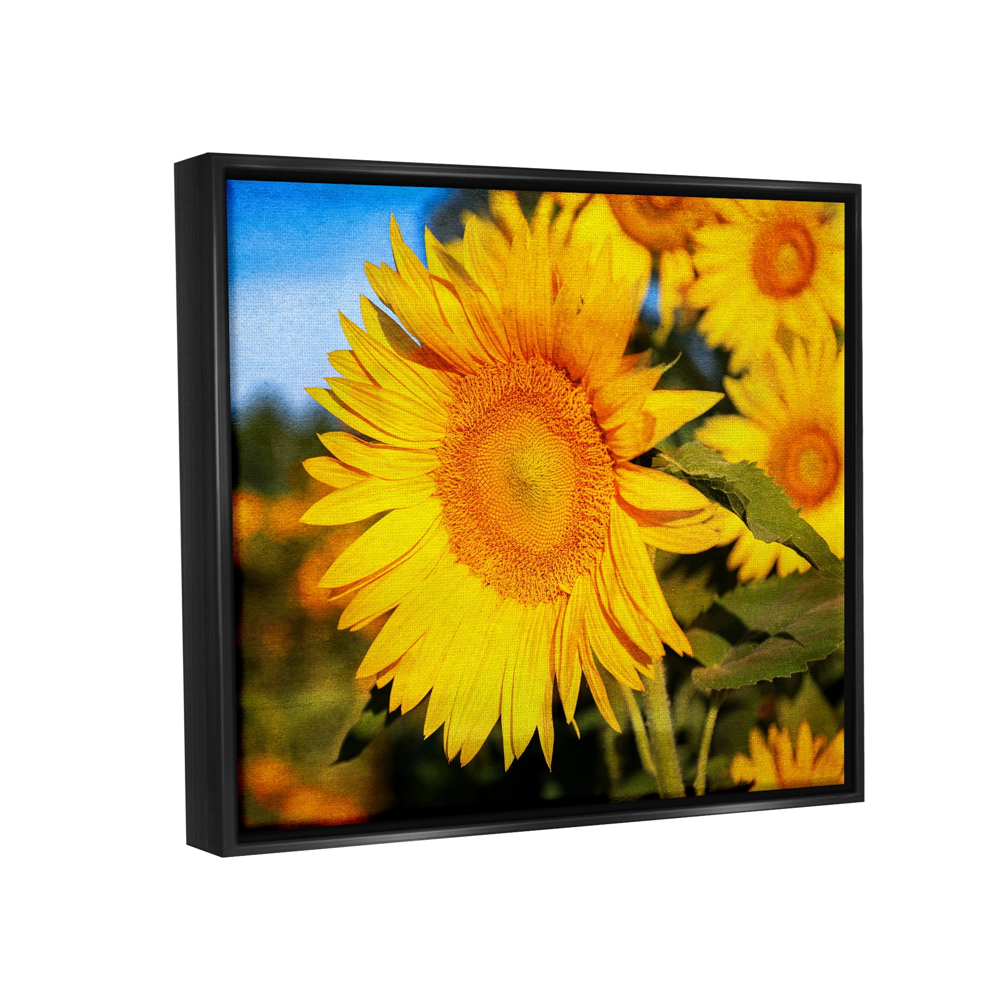 Stupell Industries Country Sunflower Photography Botanical & Floral Photography Black Floater Framed Canvas Art Print Wall Art, 21 x 17