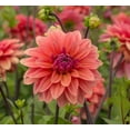 thumbnail image 3 of 25 American Dawn Dahlia Seeds Flower Perennial Flowers Seeds Flowering US 1102, 3 of 24