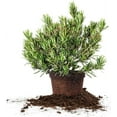 thumbnail image 7 of Pringles Podocarpus in 3 Gal. Grower's Pot - Perfect for hedges or topiary, 7 of 7