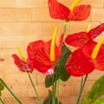 thumbnail image 3 of ELITE FLORAL 20" Artificial Anthurium Spray with Greens, 3 of 5
