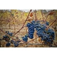 thumbnail image 3 of Susan Vizvary Photography 14x11 Black Modern Framed Museum Art Print Titled - Grapes on a Vine, 3 of 5