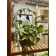 thumbnail image 5 of 2 enrejados de hierro para jardín para plantas trepadoras, enrejado pequeño a prueba de herrumbre de 13,6 pulgadas para plantas en macetas de interior, enrejado circular redondo, negro, 5 of 5