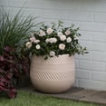 thumbnail image 4 of Drift 1Gal Pink Rose Blushing Live Shrub Decorative Pot Sun, 4 of 4