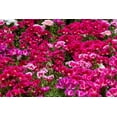 thumbnail image 3 of 500 Pink FAREWELL TO SPRING Clarkia Elegans Godetia Flower Seeds, 3 of 9