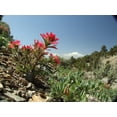 thumbnail image 4 of 50 Red INDIAN PAINTBRUSH Castilleja Indivisa Flower Seeds, 4 of 5