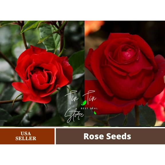 30 Rare Seed-True Blood Rose Seeds For Planting Red Black #1078-Authentic Seeds-Flowers-Rose seeds-Herb-Vegetable-Mix Seeds for Plant- B3G1