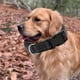 thumbnail image 4 of Apuakthei Moss es adecuado para perros pequeños y grandes., 4 of 5