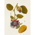thumbnail image 2 of Unknown 19x24 Gold Ornate Wood Framed with Double Matting Museum Art Print Titled - Exotic Botanicals V, 2 of 4