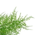thumbnail image 3 of Northlight Plastic Decorated Pine Wreath, 24" (Green), 3 of 5