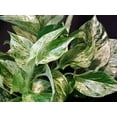 thumbnail image 2 of Marble Queen Devil's Ivy - Pothos - Epipremnum - 6" Pot, 2 of 3