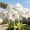 A, variant on Amaryllis, Low Maintenance - Easy Grow - Ideal for Beds Borders, Plant Pots & Planters