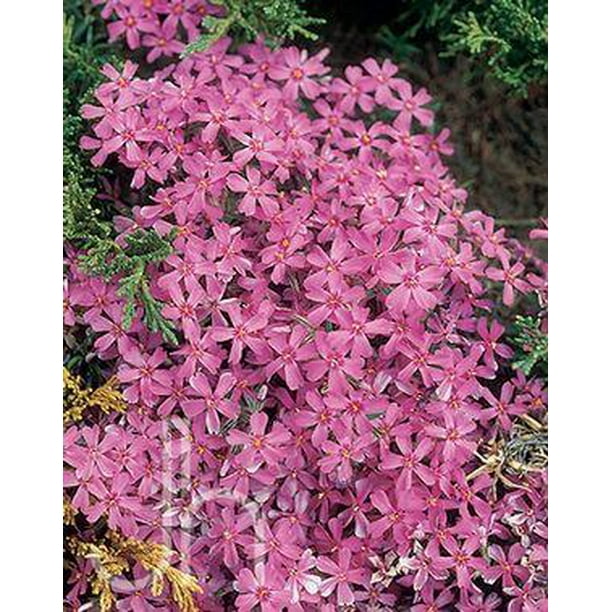 Red Wings Creeping Phlox Perennial Quart Pot Walmart