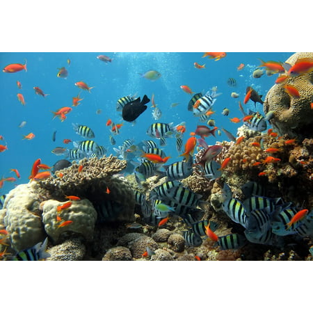 LAMINATED POSTER Sea Reef Coral Reef Fish Aquarium Fish Tank Poster Print 11 x