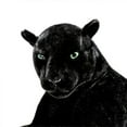 thumbnail image 4 of Deluxe Paws Large Black Panther Realistic Stuffed Plush Soft Toy 100cm TA, 4 of 4