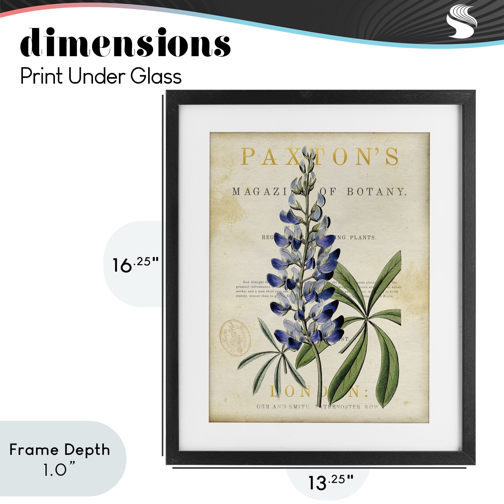 Stupell Industries Natural Botany Lupine Black Framed Print Under Glass, design by Susan Arnot