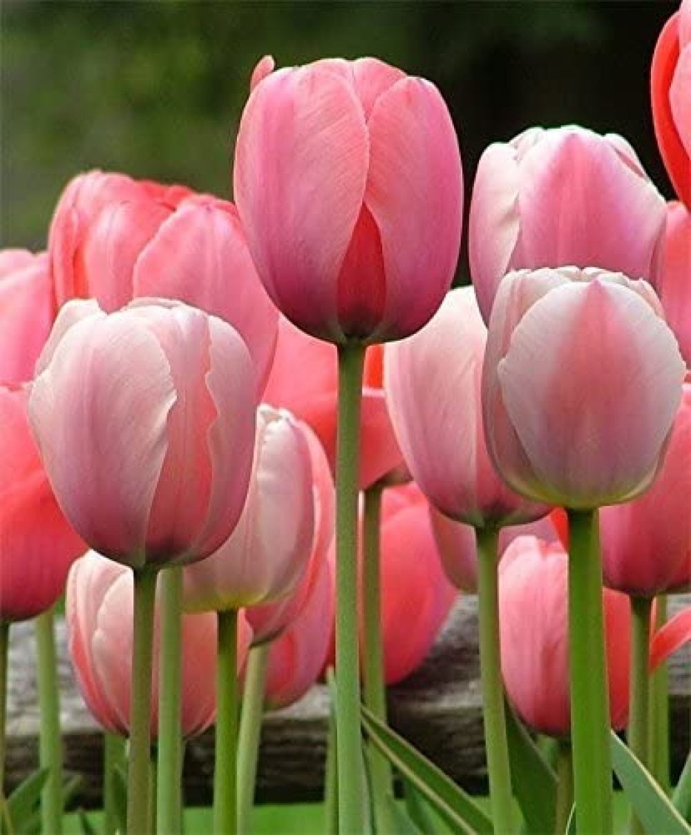 Tulip Bulbs 20 Pink Impression Darwin Tulip Bulb Size 11/12 cm Fall Planting & Spring