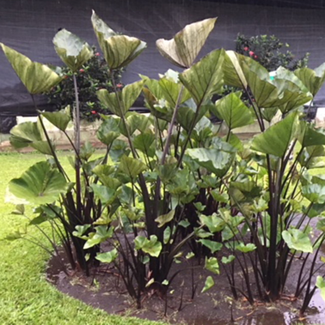 Van Zyverden Elephant Ears Tea Cup Set of 1 Bulb Green Partial Sun Perennial Easy to Grow 1 lb