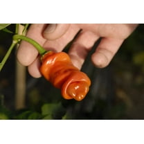 Peter Pepper Seeds to Plant (30 Seeds) - Easy to Grow and Exotic Look
