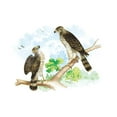 thumbnail image 1 of Sharp Skinned Hawk (Pigeon Hawk), with Broad Wing Hawk Fine art canvas print (20" x 30"), 1 of 1