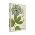 thumbnail image 3 of Trademark Fine Art Weinmann Queen Annes Lace Green Canvas Wall Art - 16x24, 3 of 5