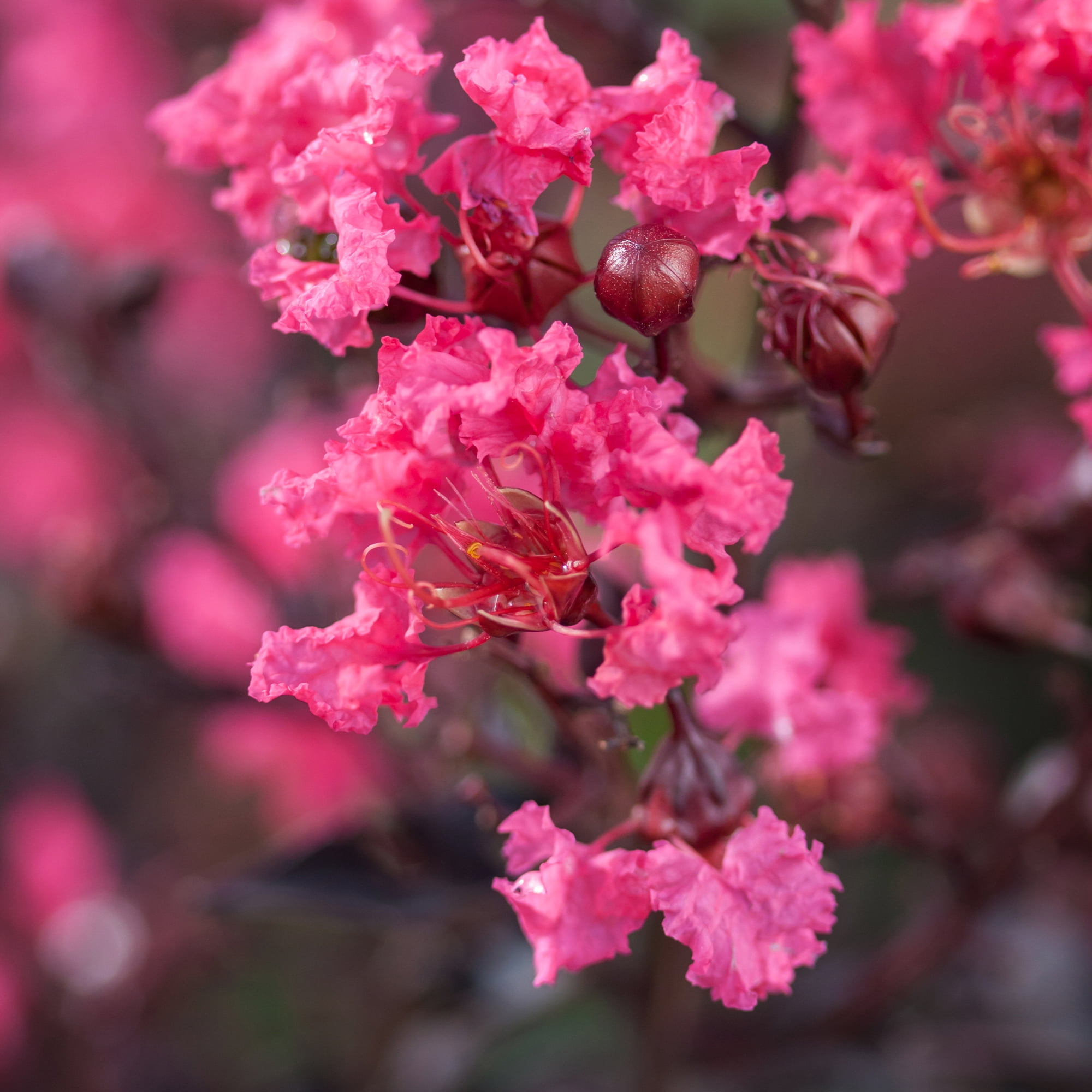 First Editions Crape Myrtle Twilight Magic Live Shrub in 5-Gallon Grower Pot