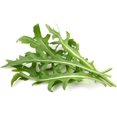 thumbnail image 2 of SHIQI-Smart Garden Leaf Mustard Plant Pods, 3-Pack, 2 of 4
